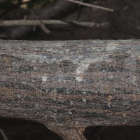 Albizia amara (Roxb.) Boivin
